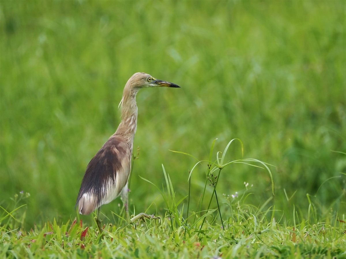 Indian Pond-Heron - ML558435211