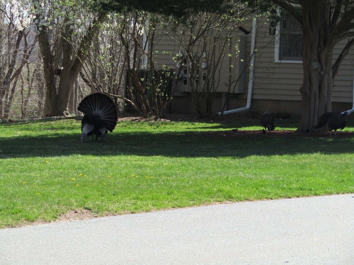 Wild Turkey - Charles Avenengo