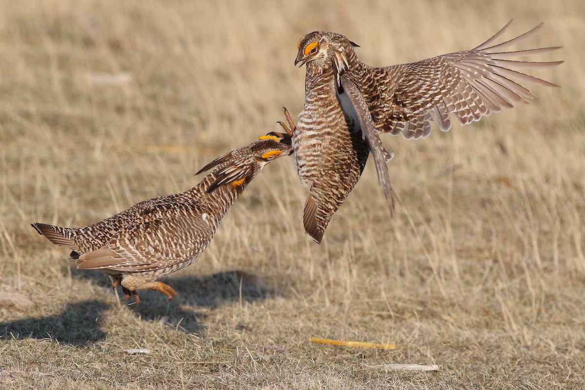 tetřívek prériový - ML55843651