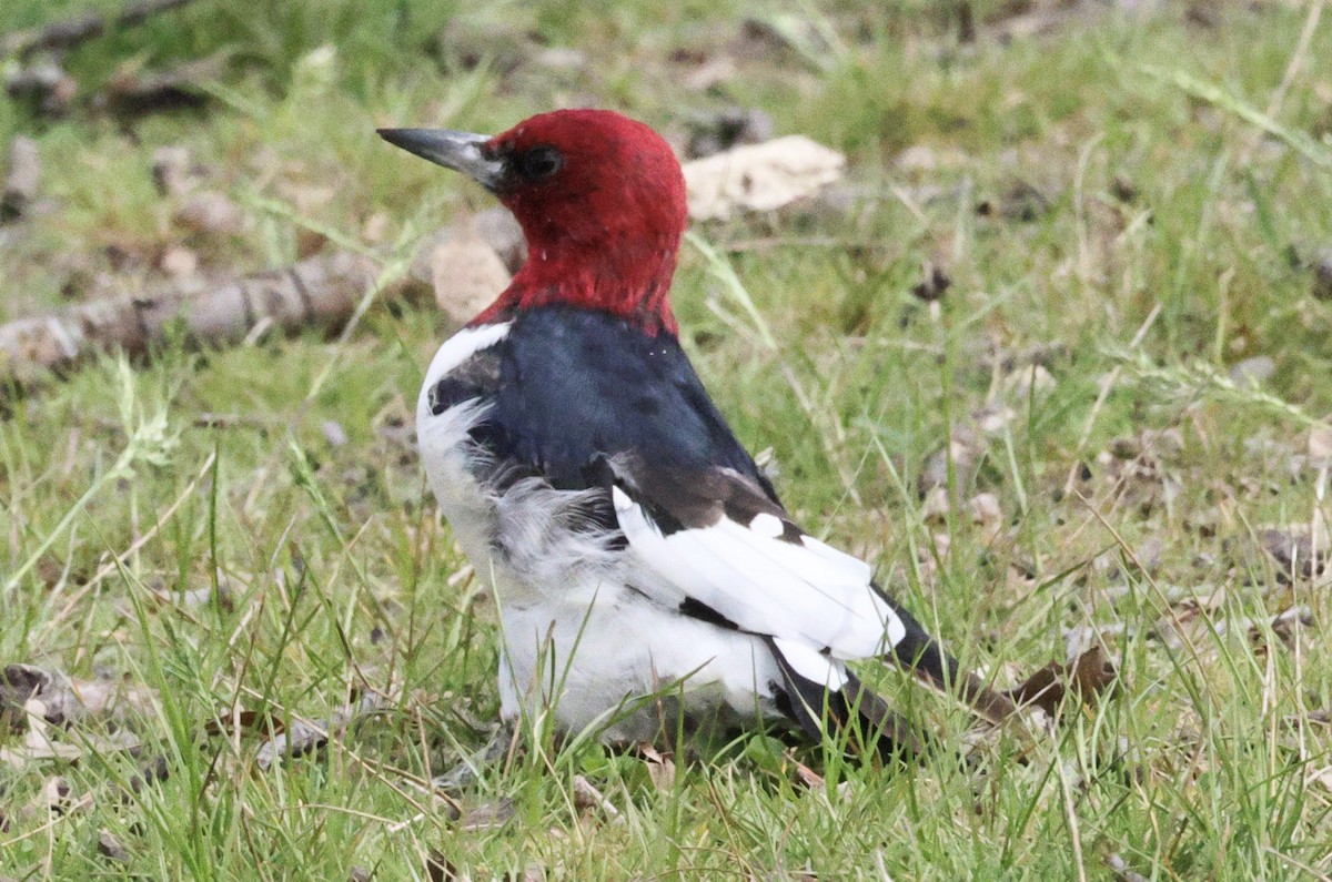 Red-headed Woodpecker - ML558437131