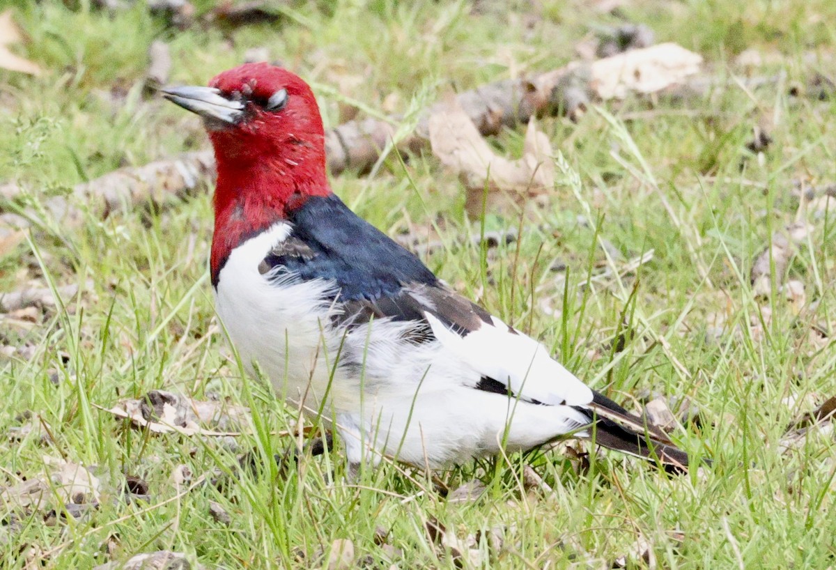 Red-headed Woodpecker - ML558437141