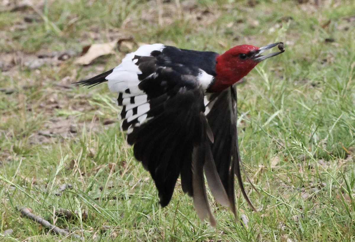 Red-headed Woodpecker - ML558437151