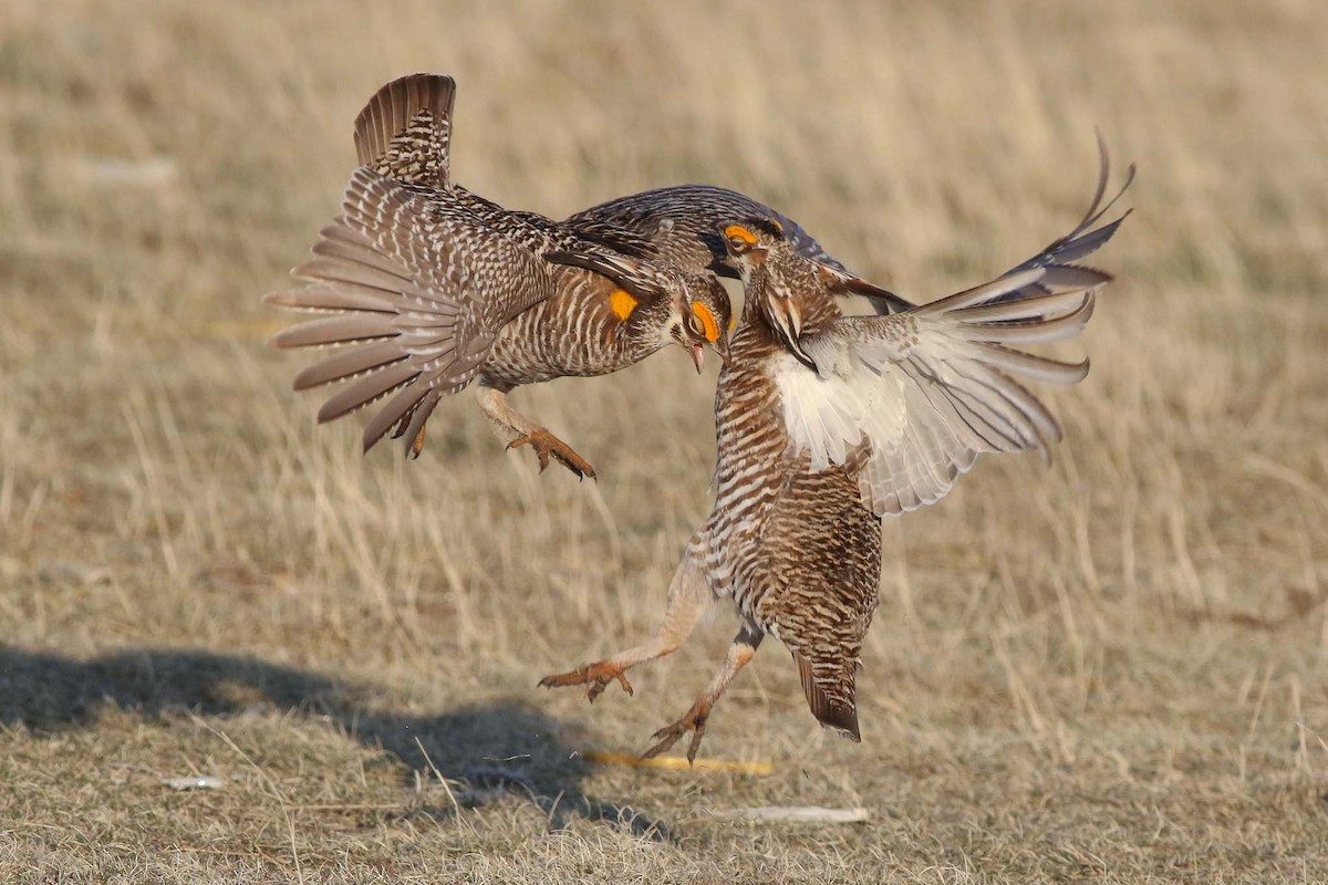 tetřívek prériový - ML55843721