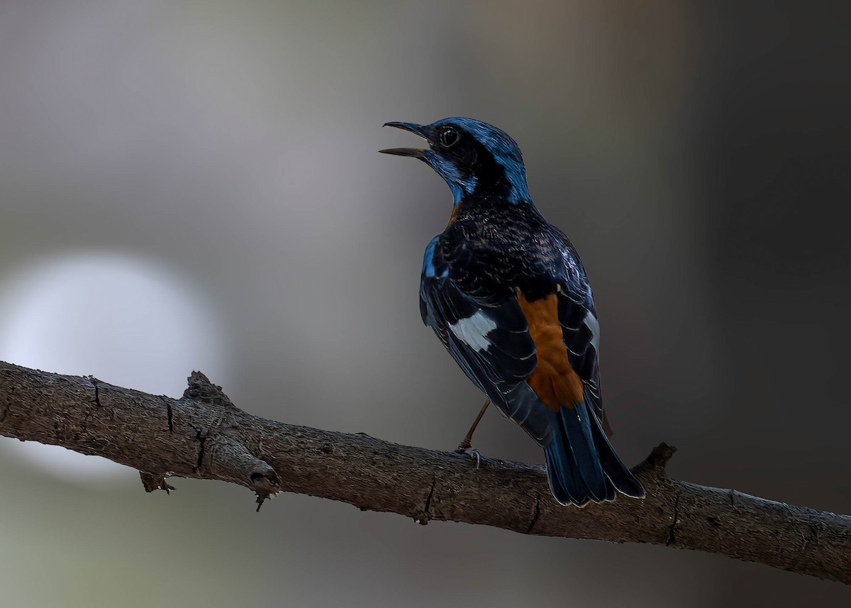 Blue-capped Rock-Thrush - Anonymous