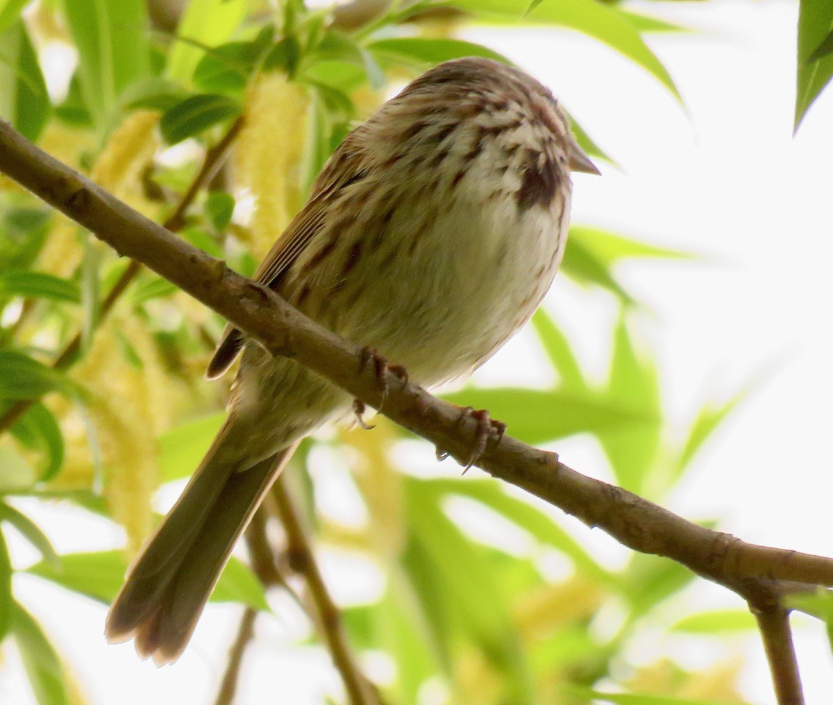 Song Sparrow - ML558438541