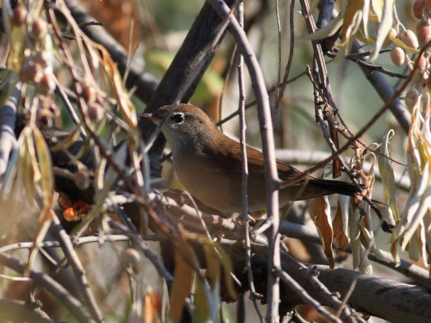 Cetti's Warbler - ML558439021