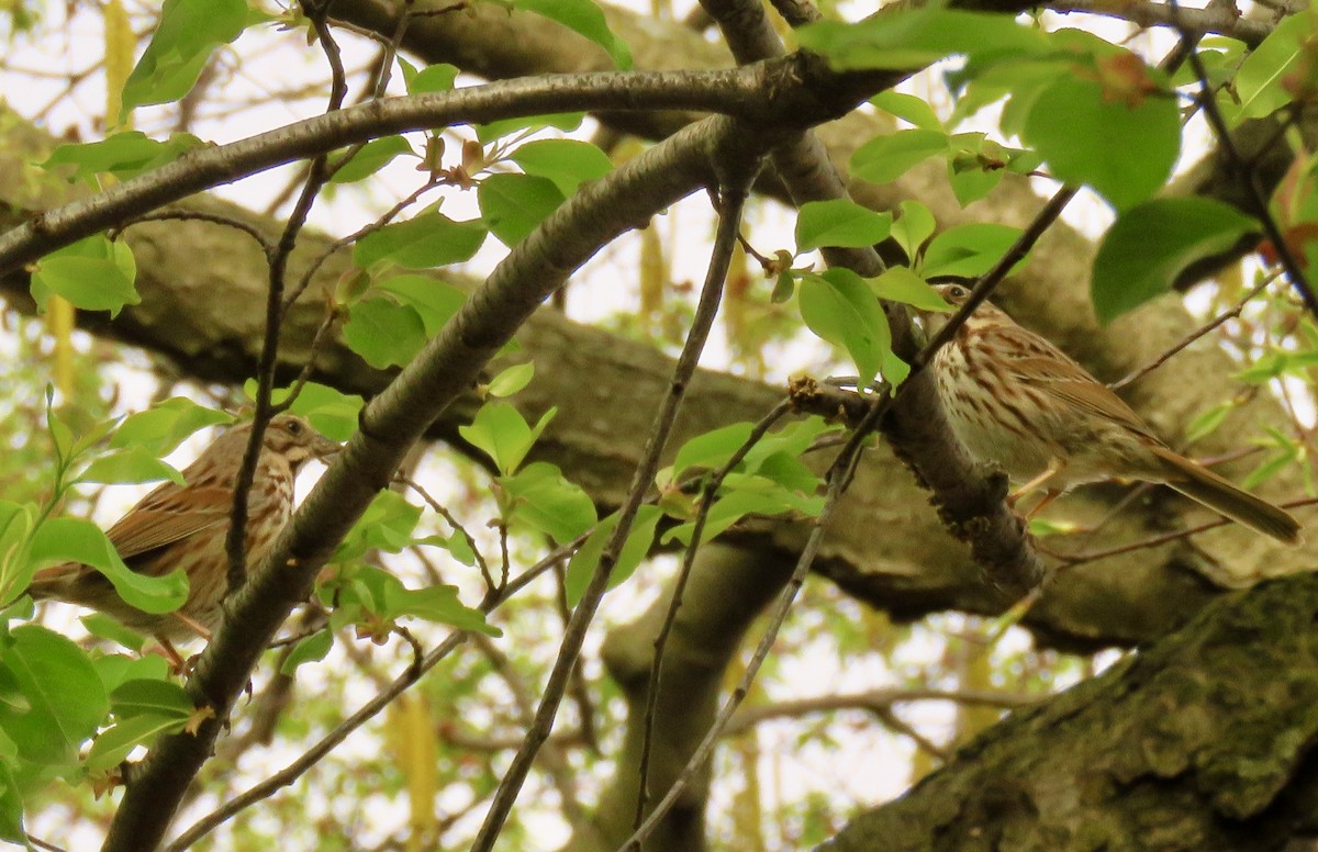 Song Sparrow - ML558439061