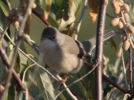 Curruca de Ménétries - ML558439071