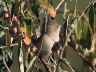 Menetries's Warbler - ML558439081