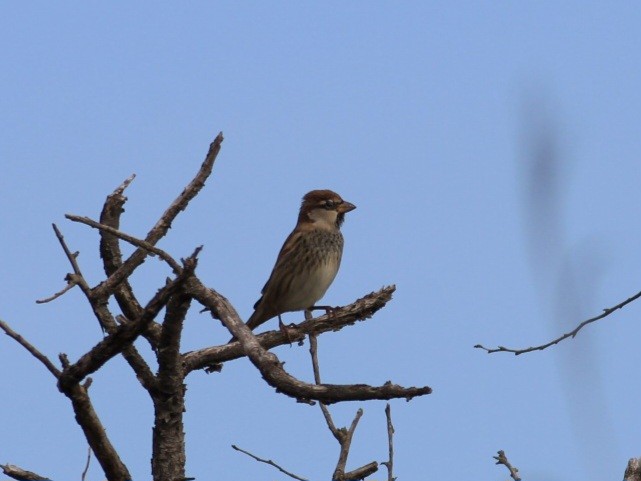 Spanish Sparrow - ML558439121