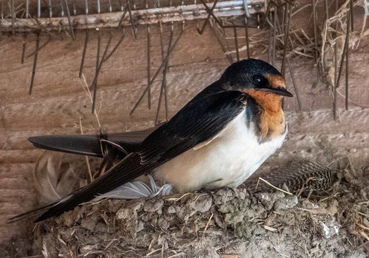 Barn Swallow - Brian Young