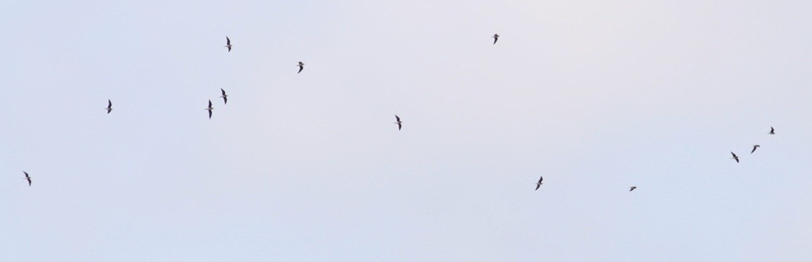 Black-winged Pratincole - ML558439851