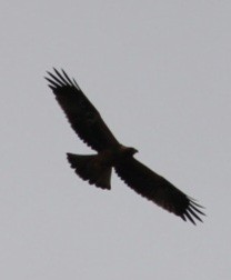 Booted Eagle - Philip Elbek