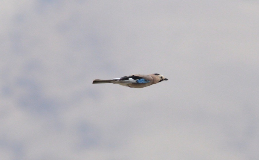 Eurasian Jay (Black-capped) - ML558440041