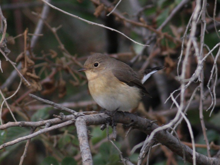 Red-breasted Flycatcher - ML558440241
