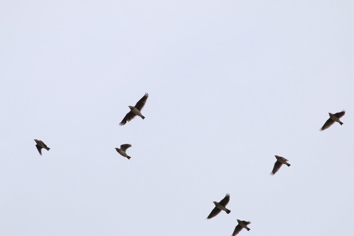 Calandra Lark - ML558440611