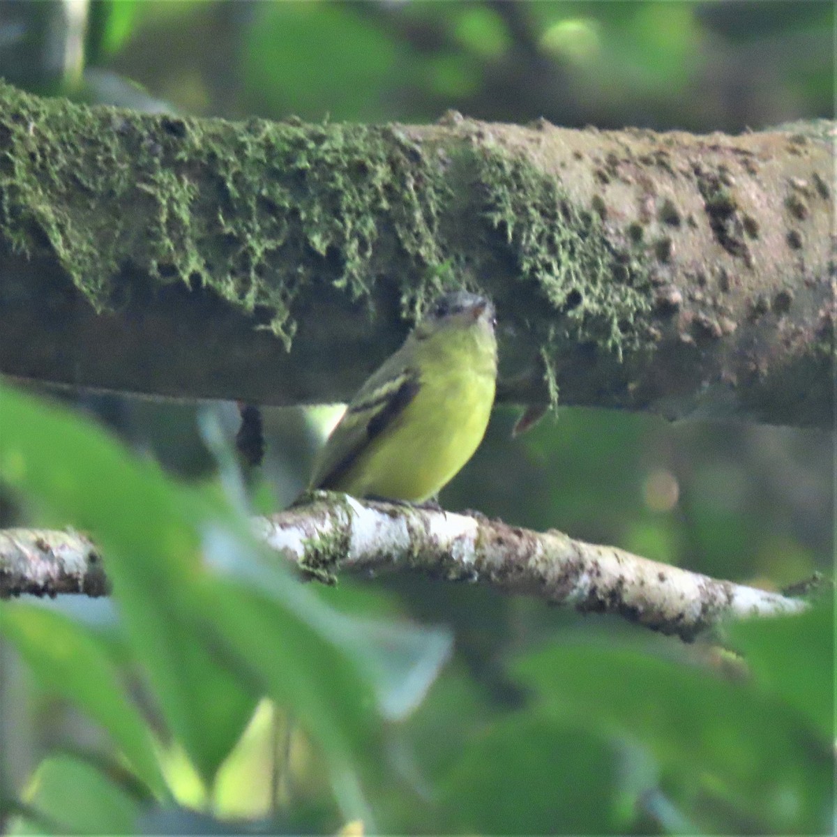 Slaty-capped Flycatcher (superciliaris) - ML558441211