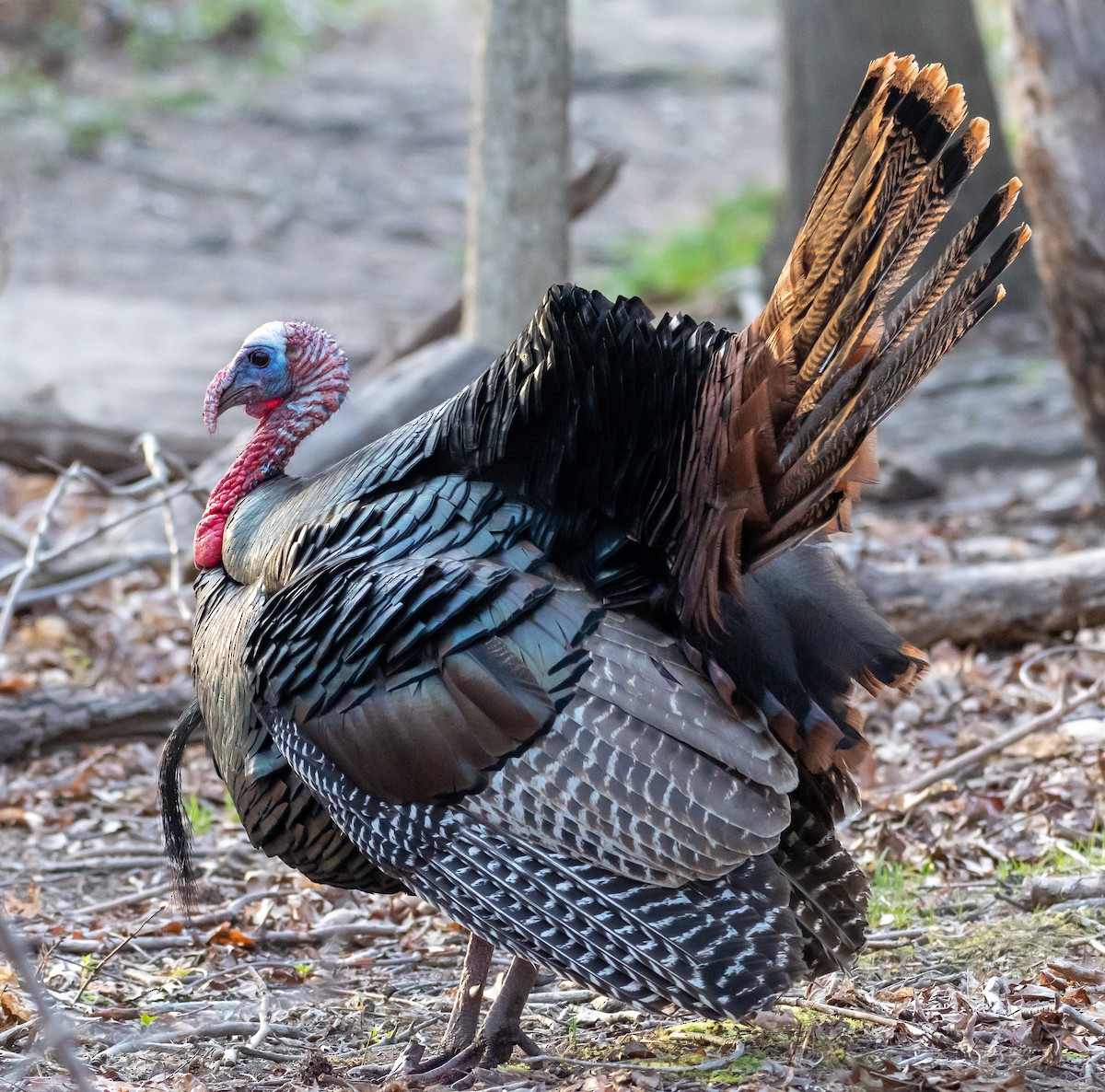 Wild Turkey - Leon Meintjes