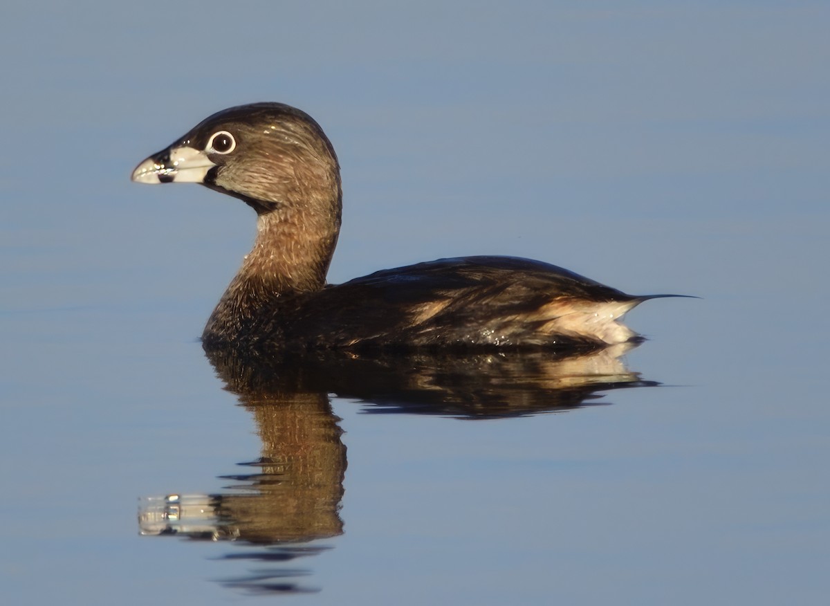 Pied-billed Grebe - ML558443571