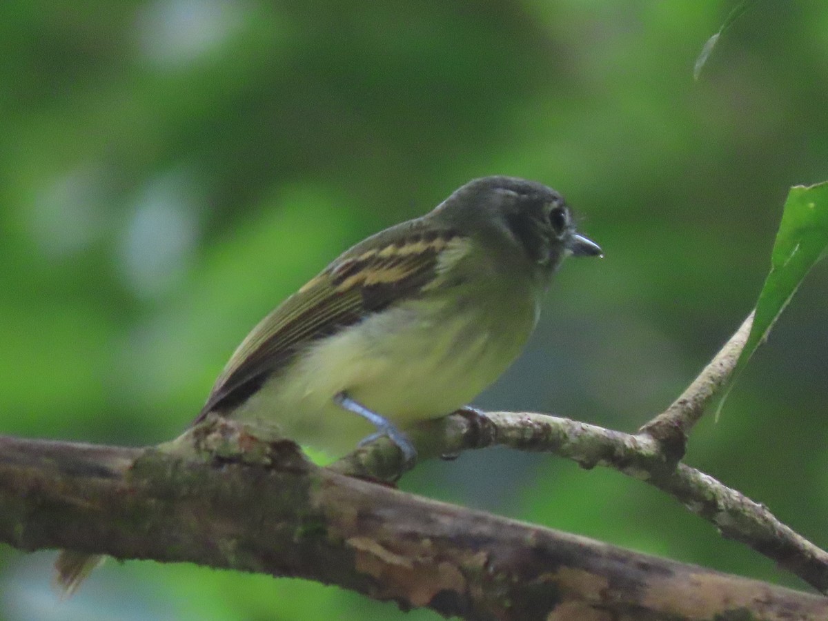 Slaty-capped Flycatcher (superciliaris) - ML558443591