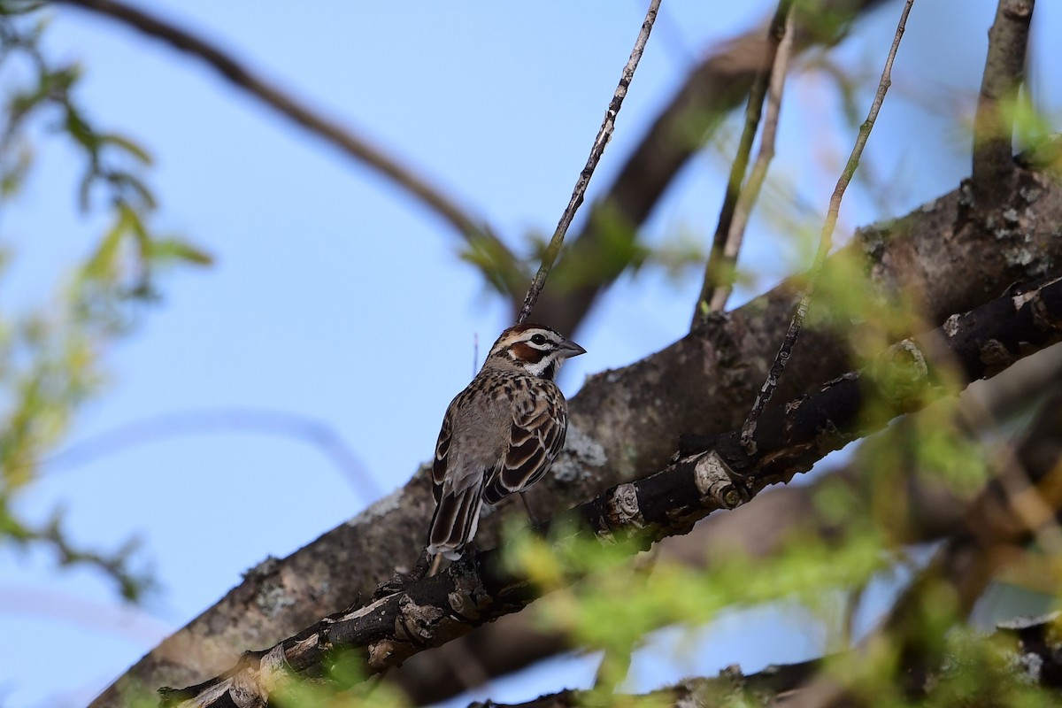 Lark Sparrow - ML558443611