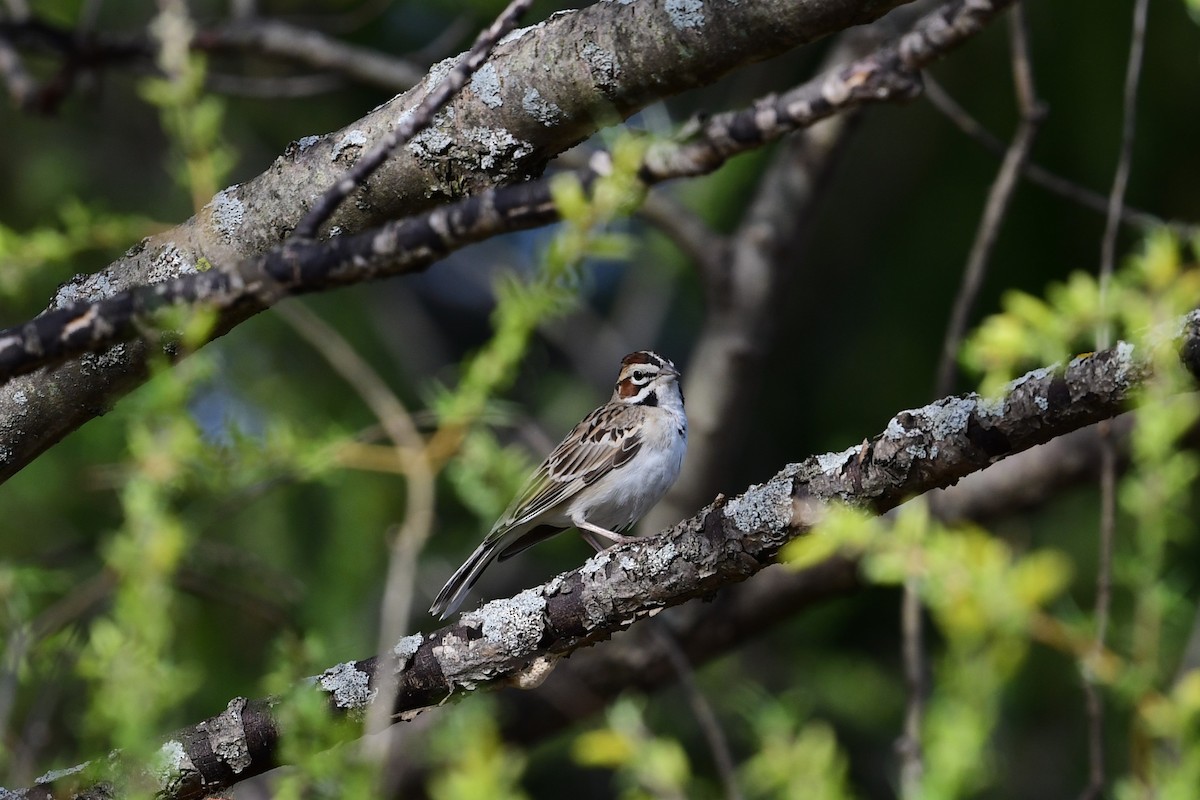 Lark Sparrow - ML558443621
