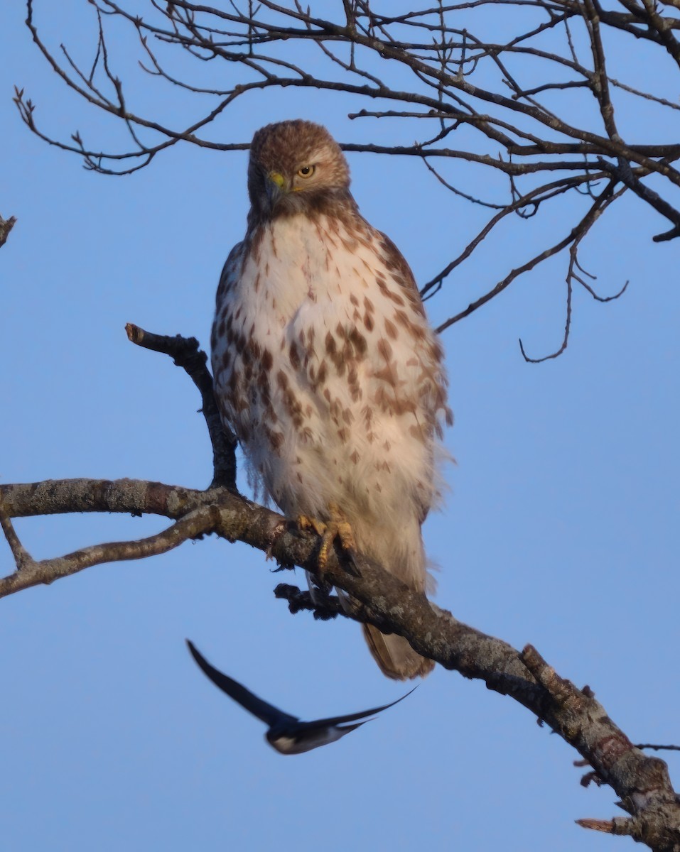 Red-tailed Hawk - ML558443631