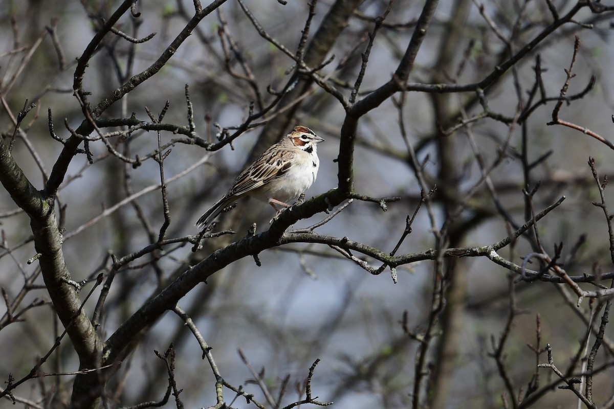 Lark Sparrow - ML558443651