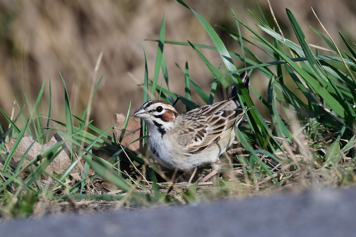 Lark Sparrow - ML558443671