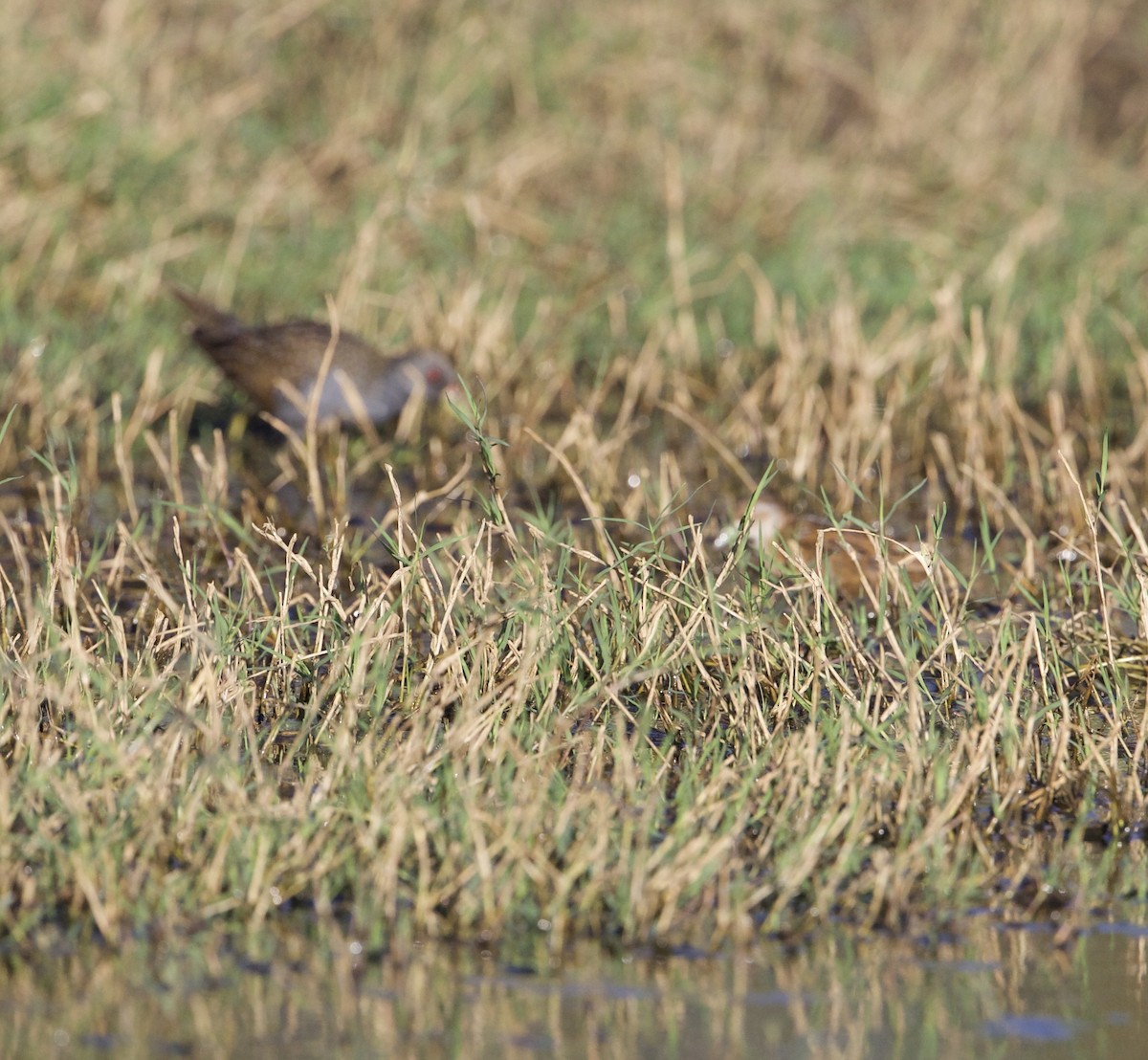 Australian Crake - Marc Gardner