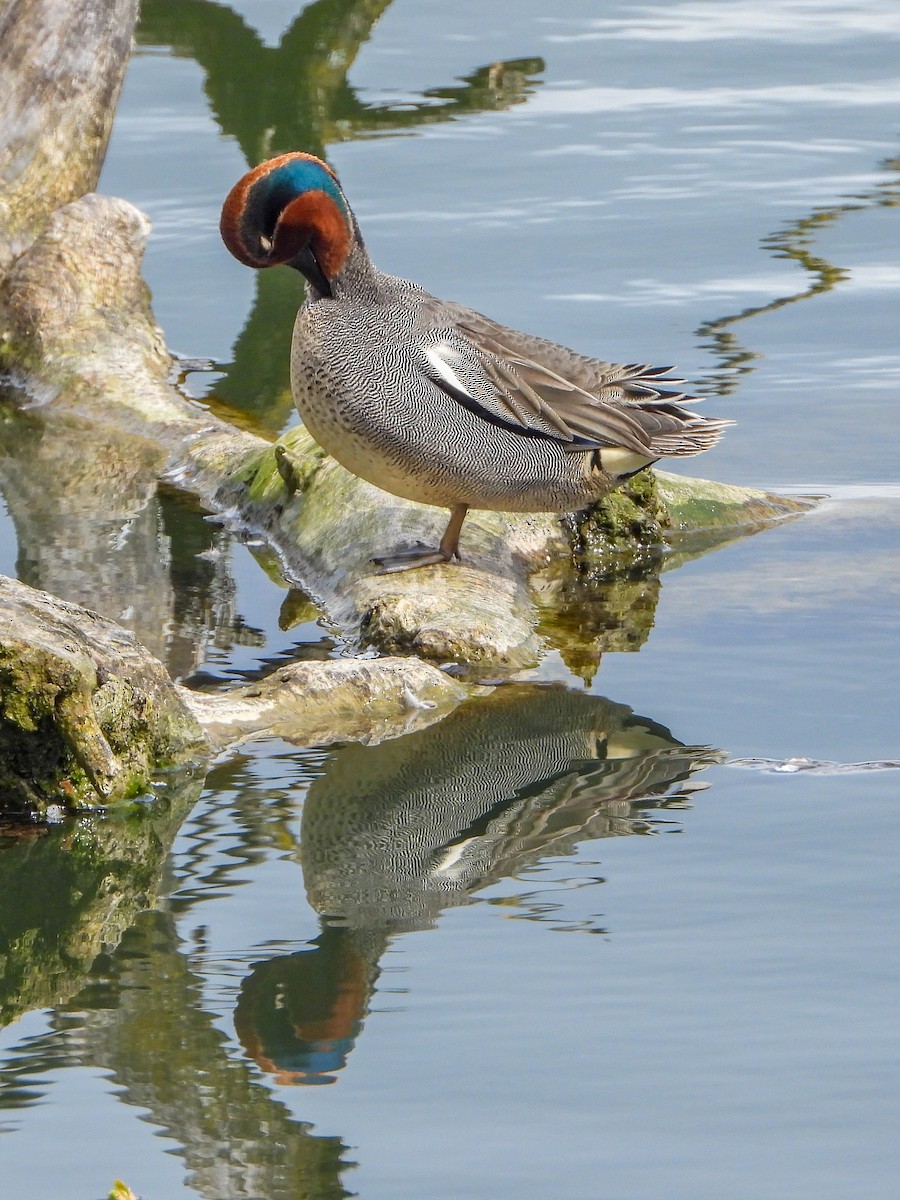 Green-winged Teal (Eurasian) - Samuel Burckhardt