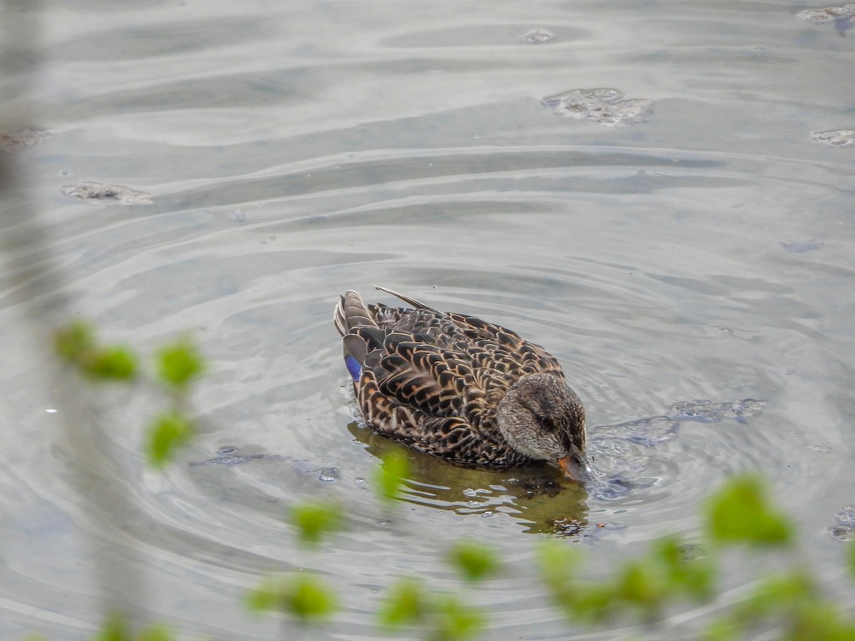 Green-winged Teal (Eurasian) - Samuel Burckhardt