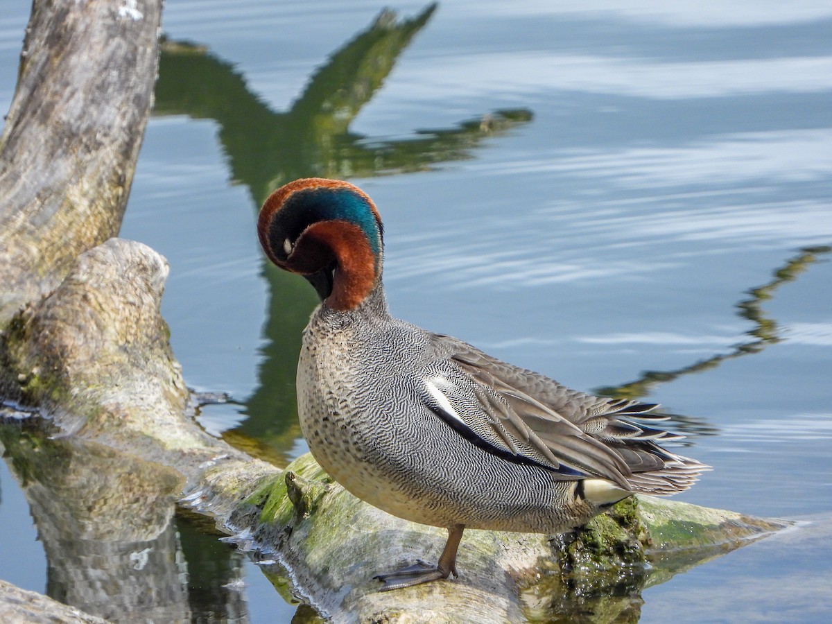 Green-winged Teal (Eurasian) - ML558444781