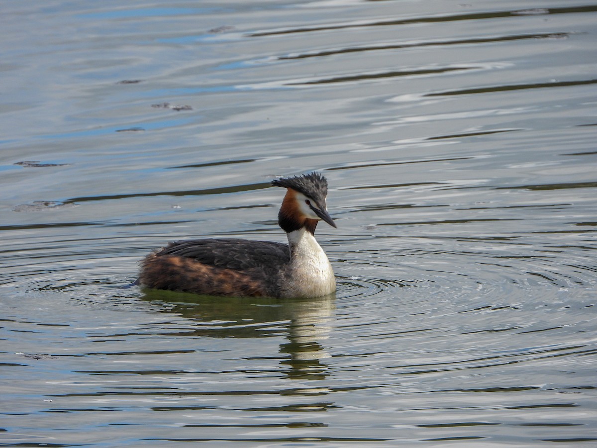 Great Crested Grebe - ML558444881