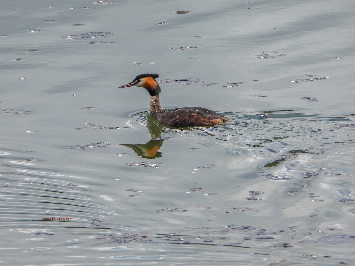 Great Crested Grebe - ML558444891