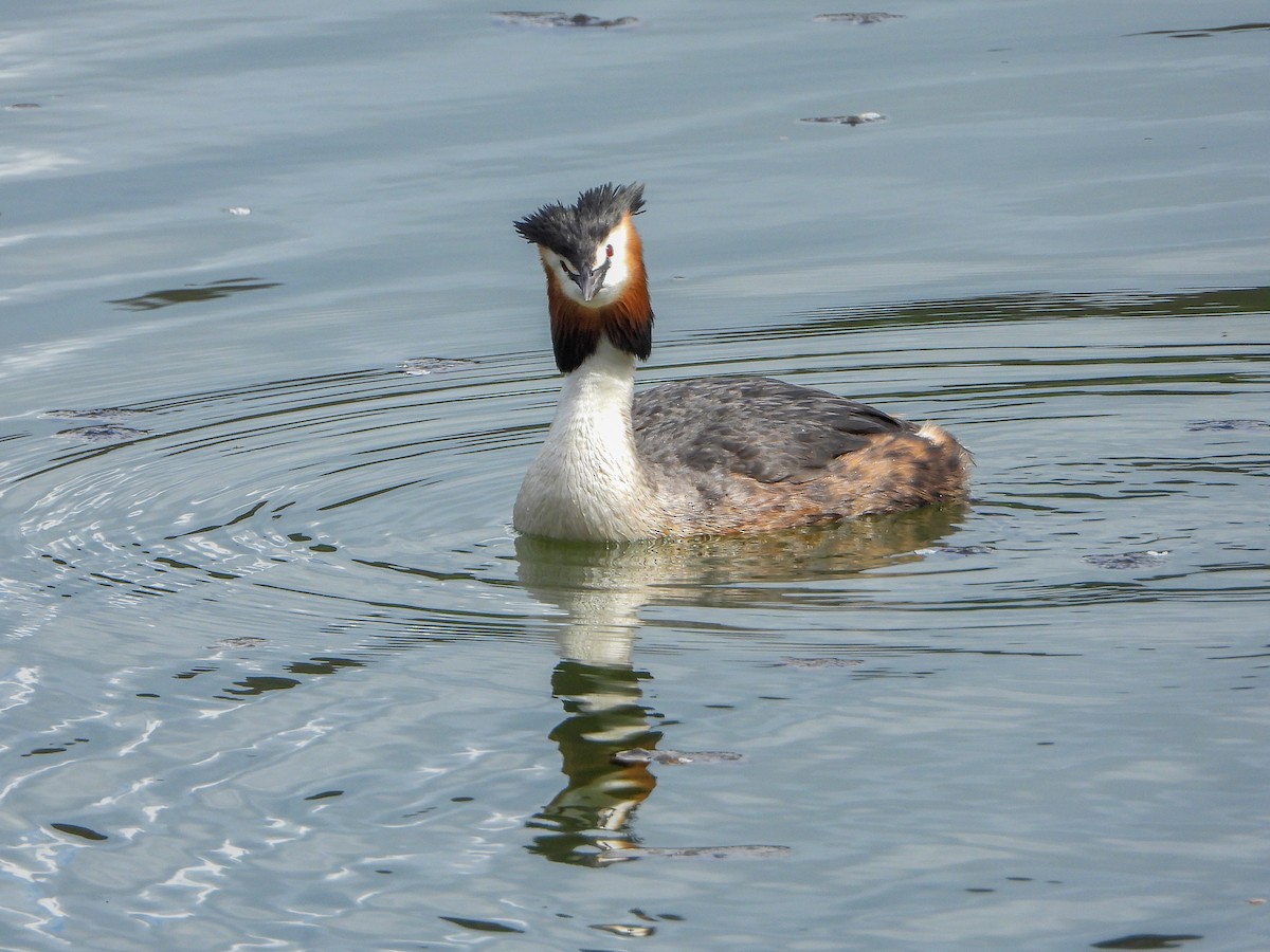 Great Crested Grebe - ML558444901