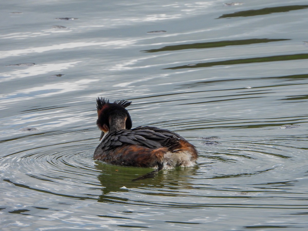 Great Crested Grebe - ML558444911