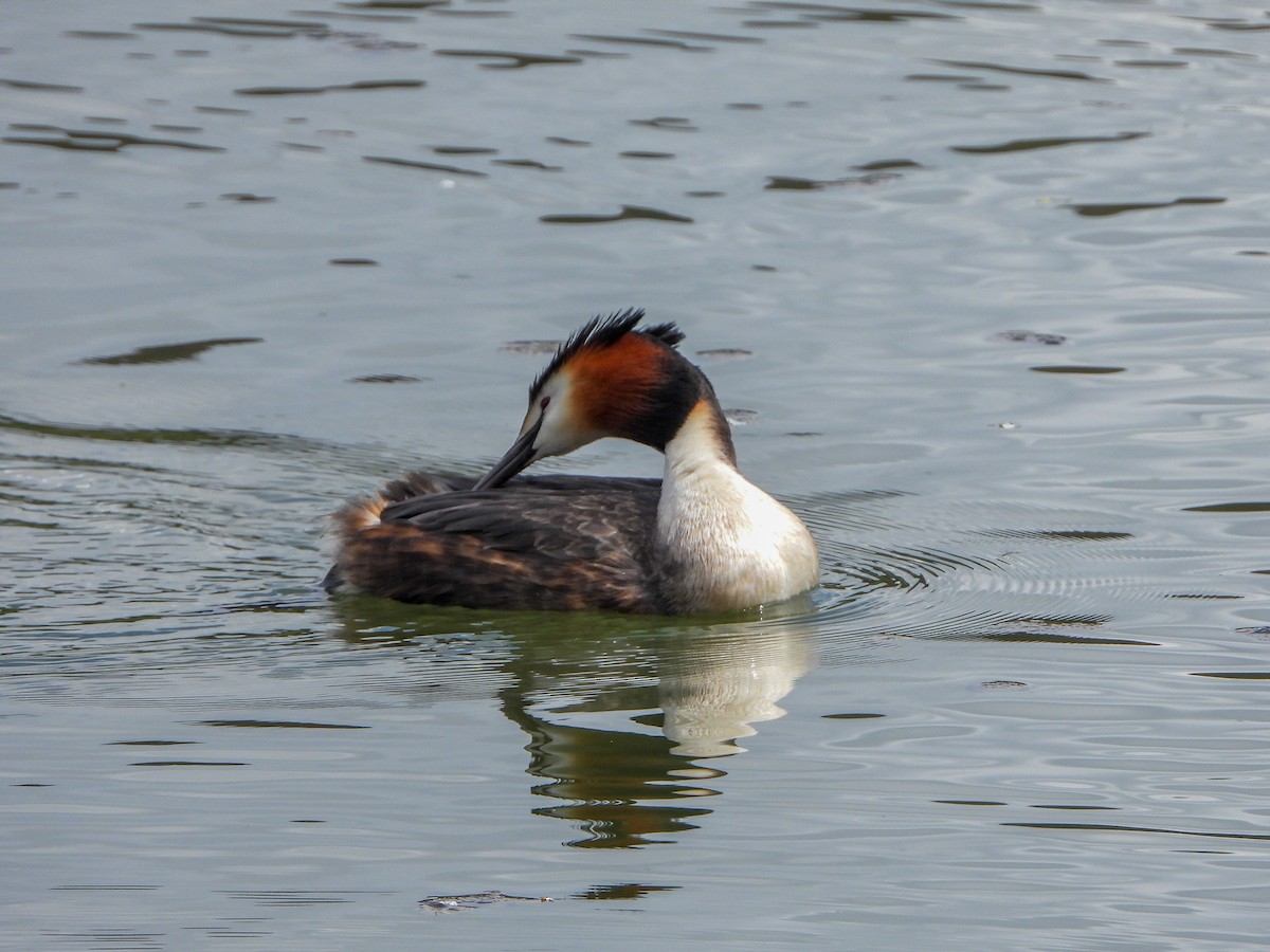 Great Crested Grebe - ML558444921