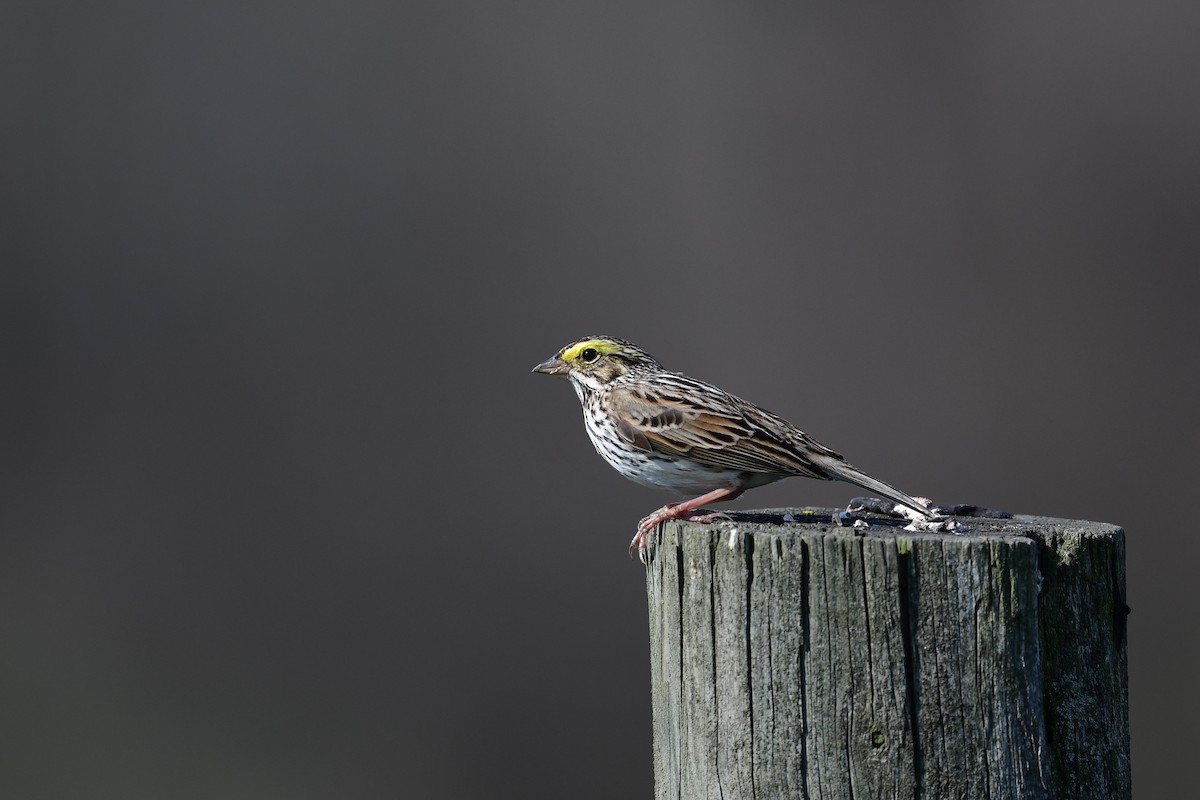 Savannah Sparrow - ML558445091