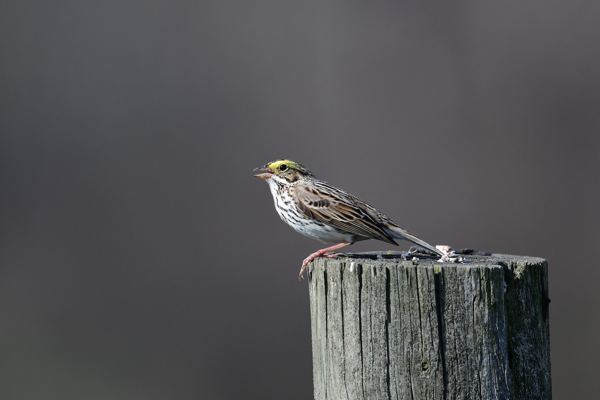 Savannah Sparrow - ML558445181