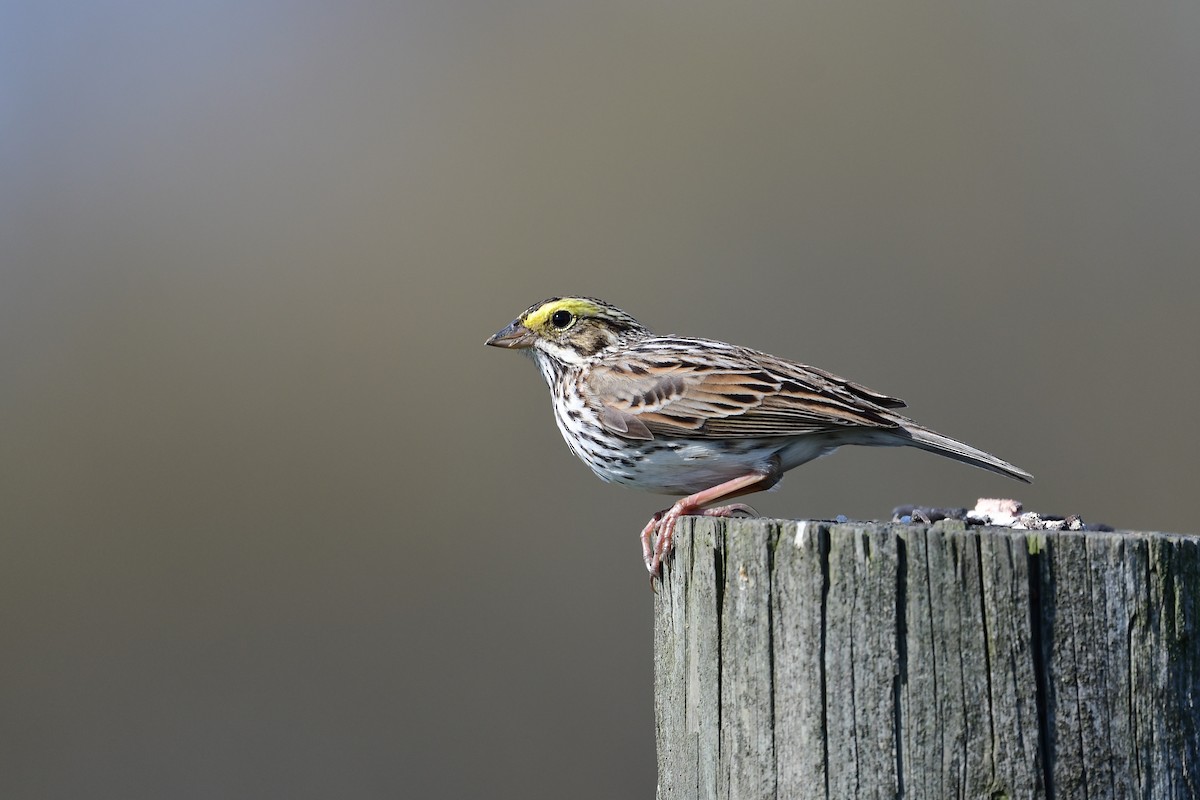 Savannah Sparrow - ML558445291
