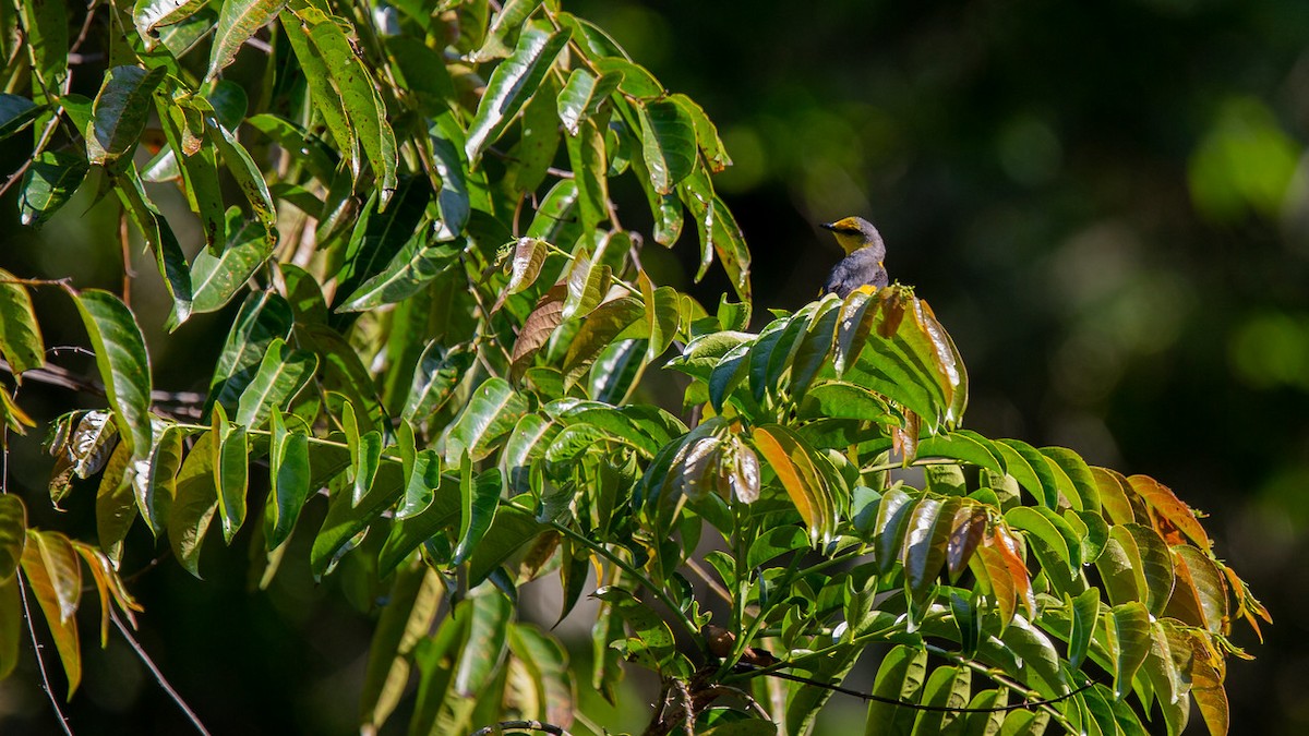 Scarlet Minivet (Scarlet) - ML558445341