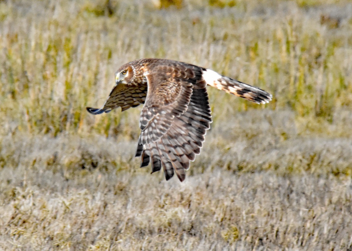 Northern Harrier - Greg Chang