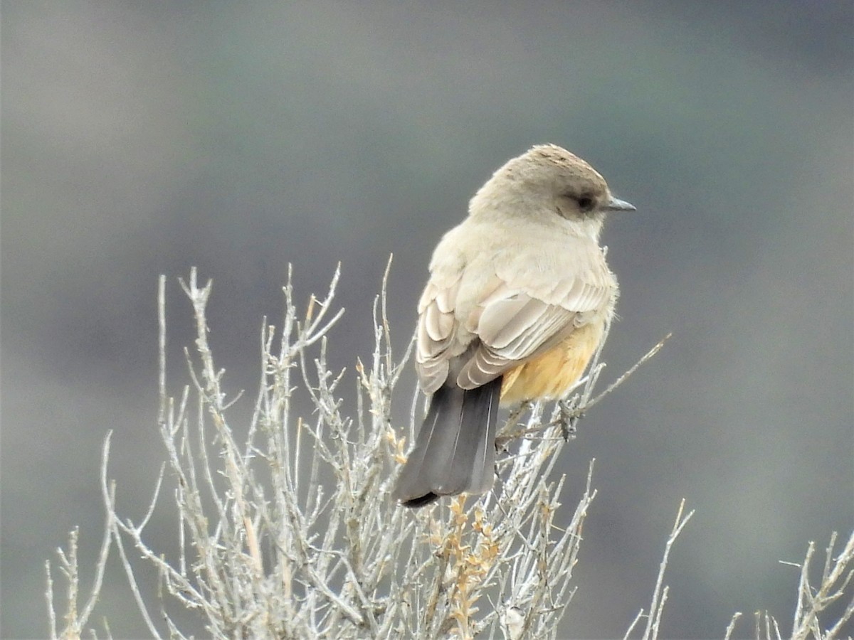 Say's Phoebe - ML558447351