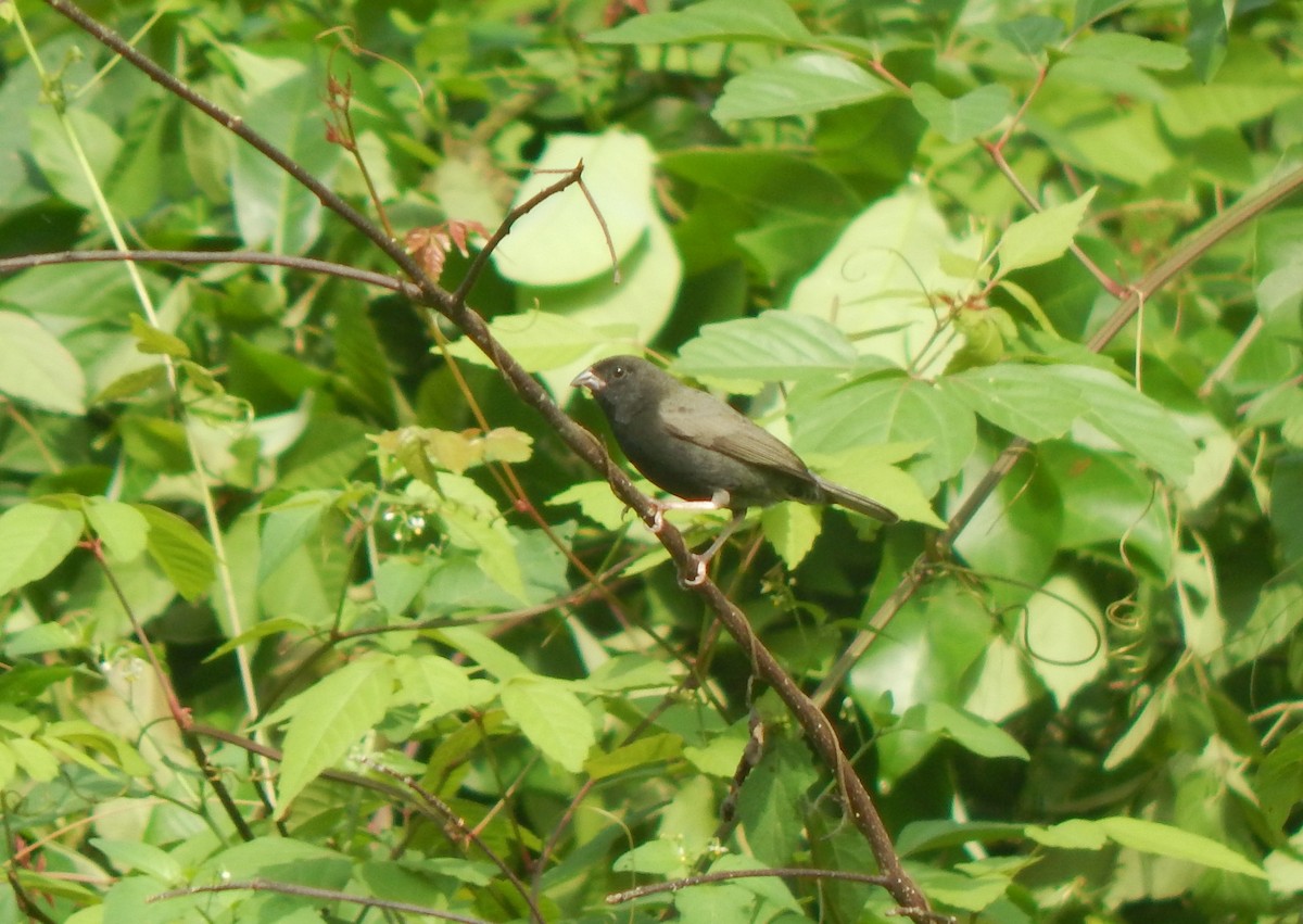 Black-faced Grassquit - ML558448491