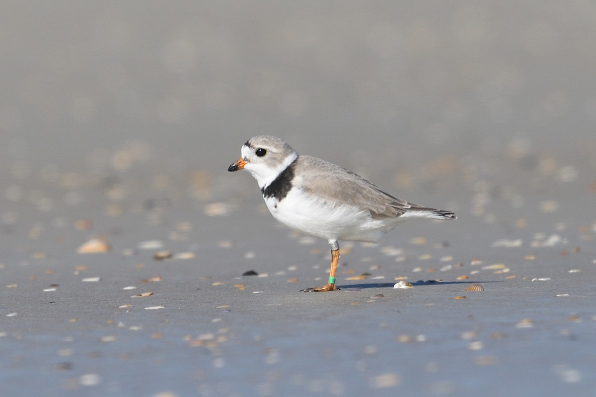 Piping Plover - ML558448811