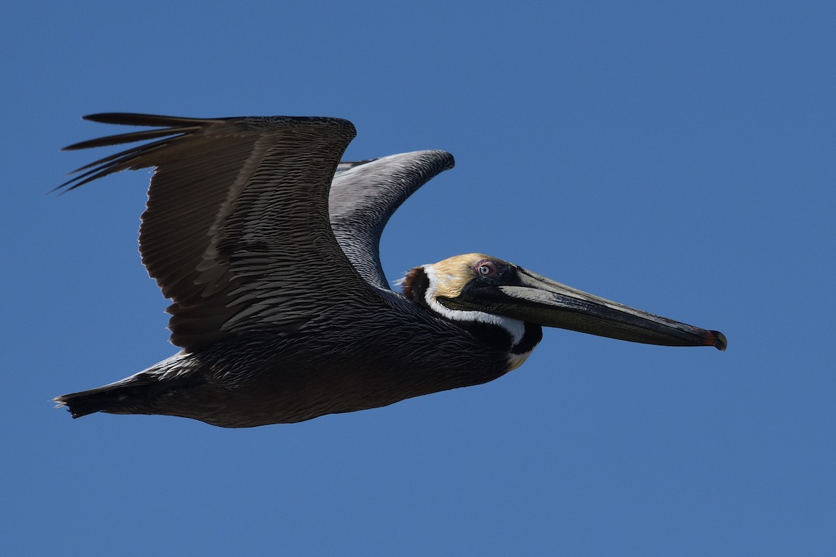 Brown Pelican - ML558448831