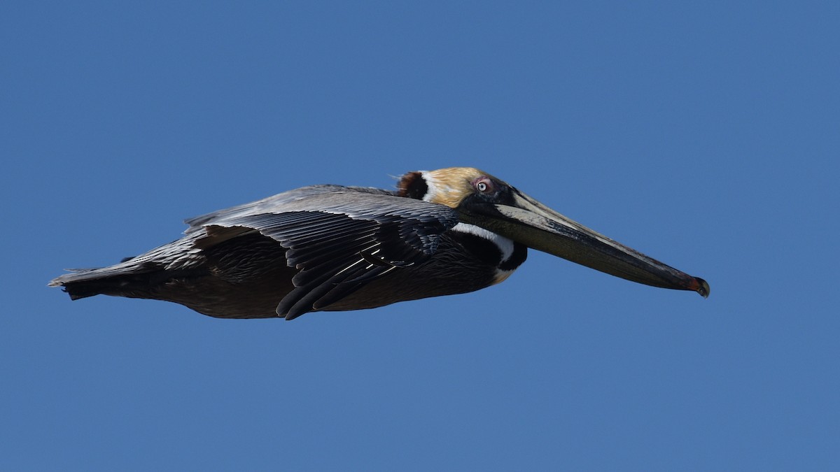 Brown Pelican - ML558448851