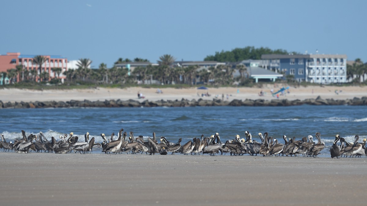 Brown Pelican - ML558448911