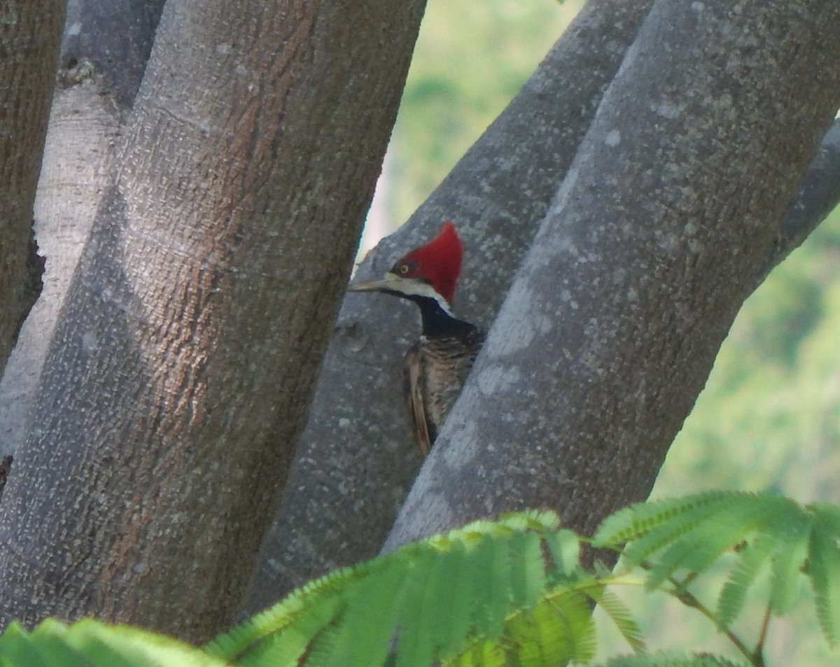 Crimson-crested Woodpecker - ML558449121